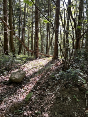 Виду з вершини нема, навколо ліс