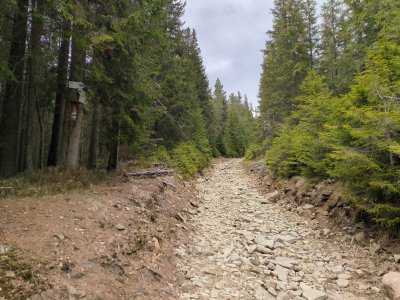 Не пропустіть поворот в ліс