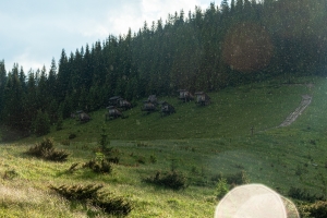 Явірник літній