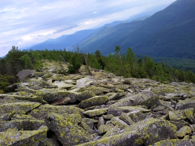 Явірник Горган