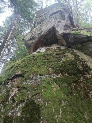 Царство мохів
