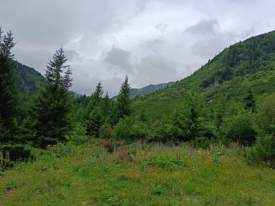 Певно Кізі улоги