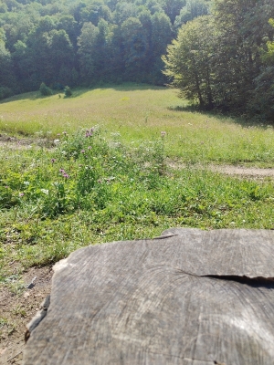 Гарна поляна